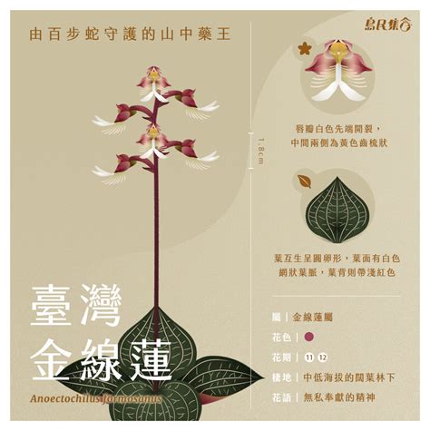 華寓意|116種花語介紹，最完整花語大全